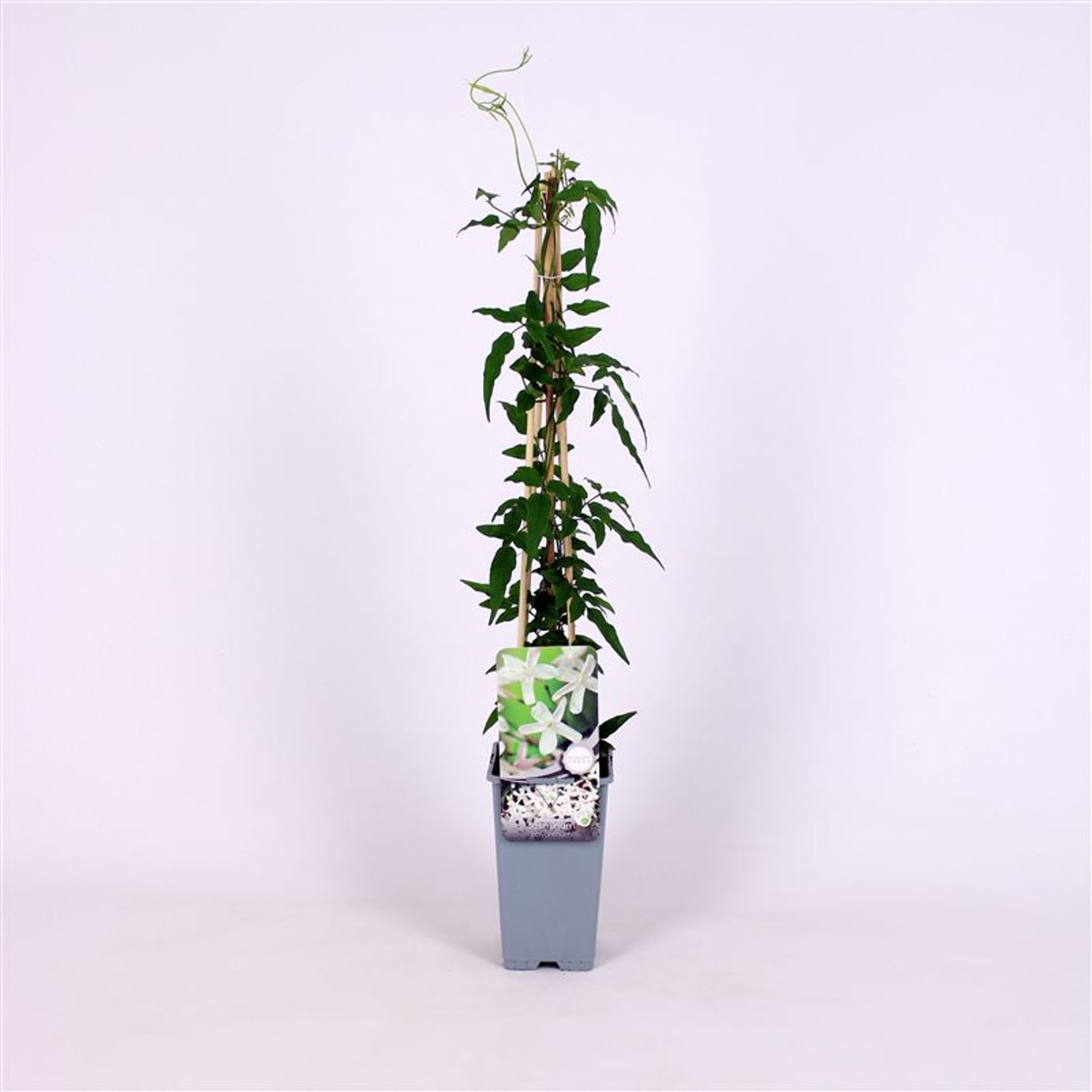 Jasmin – Jasminum polyanthum - C2 70/+ CM